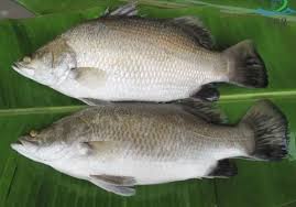 سمك قاروص مجمد